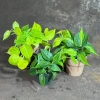 Set of 3 Philodendron Live Plants 4" Nursery Pot - Brazil, Jade, Lemon Lime Indoor Houseplant - Image 1