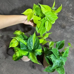 Set of 3 Philodendron Live Plants 4