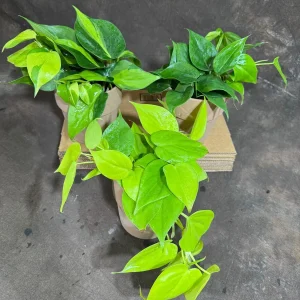 Set of 3 Philodendron Live Plants 4