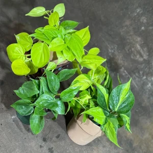 Set of 3 Philodendron Live Plants 4