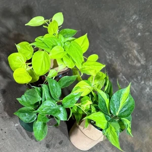 Set of 3 Philodendron Live Plants in 4