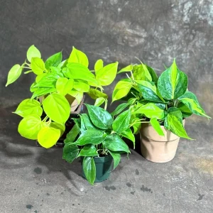 Set of 3 Philodendron Live Plants in 4