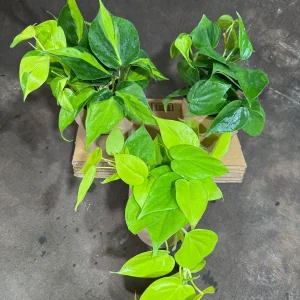 Set of 3 Philodendron Live Plants in 4