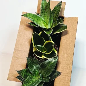 Set of 3 Sansevieria Assorted Live Plants 4