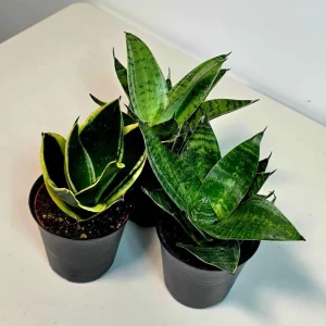 Set of 3 Sansevieria Assorted Live Plants 4