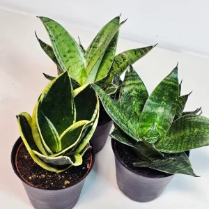 Set of 3 Sansevieria Assorted Live Plants 4