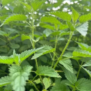 Set of 3 Stinging Nettle Bare Roots - Urtica dioica - Medicinal & Edible Herb Plant for Garden - Image 2