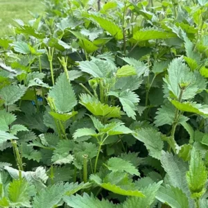 Set of 3 Stinging Nettle Bare Roots - Urtica dioica - Medicinal & Edible Herb Plant for Garden - Image 3