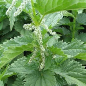 Set of 3 Stinging Nettle Bare Roots - Urtica dioica - Medicinal & Edible Herb Plant for Garden - Image 1