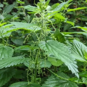 Set of 3 Stinging Nettle Bare Roots - Urtica dioica - Medicinal & Edible Herb Plant for Garden - Image 4