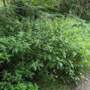 Set of 3 Stinging Nettle Bare Roots - Urtica dioica - Medicinal & Edible Herb Plant for Garden - Image 5