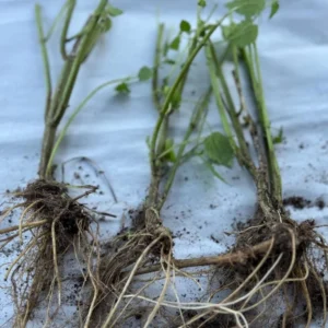 Set of 3 Stinging Nettle Bare Roots - Urtica dioica - Medicinal & Edible Herb Plant for Garden - Image 7