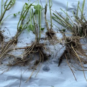 Set of 3 Stinging Nettle Bare Roots - Urtica dioica - Medicinal & Edible Herb Plant for Garden - Image 8