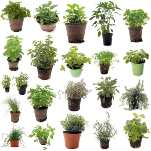 Set of 4 Live Assorted Herb Plants, 3-6 Inch Fragrant Herbs for Garden & Kitchen - Image 3