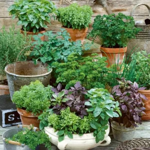 Set of 4 Live Assorted Herb Plants, 3-6 Inch Fragrant Herbs for Garden & Kitchen - Image 5