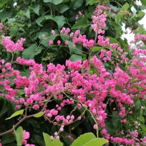 Set of 4 Mexican Creeper Live Plants – Antigonon leptopus – Pink Flowering Vine – 4-6