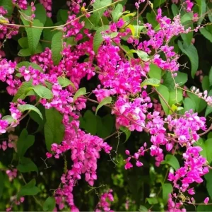 Set of 4 Mexican Creeper Live Plants – Antigonon leptopus – Pink Flowering Vine – 4-6