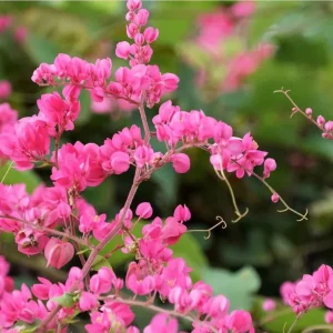 Set of 4 Mexican Creeper Live Plants – Antigonon leptopus – Pink Flowering Vine – 4-6