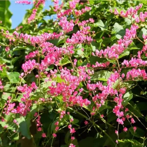 Set of 4 Mexican Creeper Live Plants – Antigonon leptopus – Pink Flowering Vine – 4-6" Tall – Outdoor - Image 1