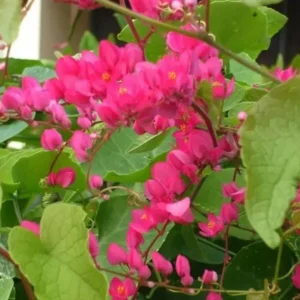 Set of 4 Mexican Creeper Live Plants – Antigonon leptopus – Pink Flowering Vine – 4-6
