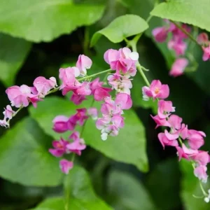 Set of 4 Mexican Creeper Live Plants – Antigonon leptopus – Pink Flowering Vine – 4-6