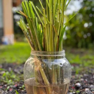 Set of 5 Lemongrass Live Plants - Cymbopogon citratus - 4-8 Inch Tall Tropical Herb for Culinary & Garden Use - Image 4