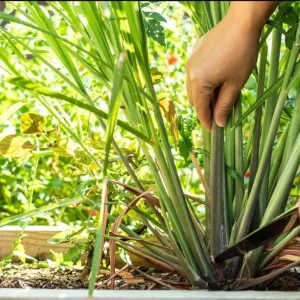 Set of 5 Lemongrass Live Plants - Cymbopogon citratus - 4-8 Inch Tall Tropical Herb for Culinary & Garden Use - Image 7