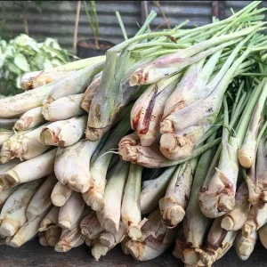 Set of 5 Lemongrass Live Plants - Cymbopogon citratus - 4-8 Inch Tall Tropical Herb for Culinary & Garden Use - Image 8