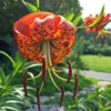 Set of 5 Turks Cap Lily Bulbs - Lilium superbum - Hardy Perennial Orange Blooms for Garden - Image 1
