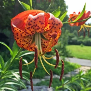 Set of 5 Turks Cap Lily Bulbs - Lilium superbum - Hardy Perennial Orange Blooms for Garden - Image 1