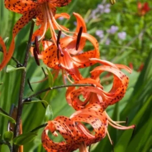 Set of 5 Turks Cap Lily Bulbs - Lilium superbum - Hardy Perennial Orange Blooms for Garden - Image 3