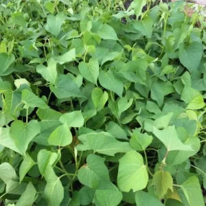 Set of 5 White Sweet Potato Live Plant Slips with Pot - Ready to Plant in Garden - Image 5