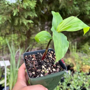 Shampoo Ginger Plant Rhizomes - Awapuhi Zingiber zerumbet Live Roots for Garden or Container, Indoor/Outdoor - Image 10