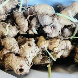 Shampoo Ginger Plant Rhizomes - Awapuhi Zingiber zerumbet Live Roots for Garden or Container, Indoor/Outdoor - Image 2