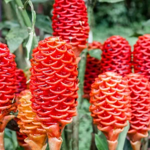 Shampoo Ginger Plant Rhizomes - Awapuhi Zingiber zerumbet Live Roots for Garden or Container, Indoor/Outdoor - Image 1