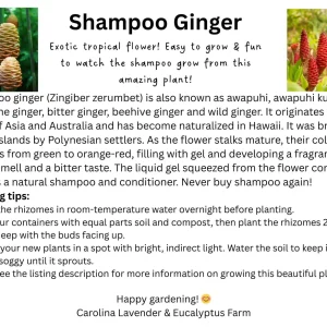 Shampoo Ginger Plant Rhizomes - Awapuhi Zingiber zerumbet Live Roots for Garden or Container, Indoor/Outdoor - Image 4