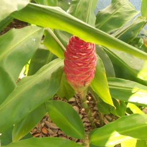 Shampoo Ginger Plant Rhizomes - Awapuhi Zingiber zerumbet Live Roots for Garden or Container, Indoor/Outdoor - Image 6