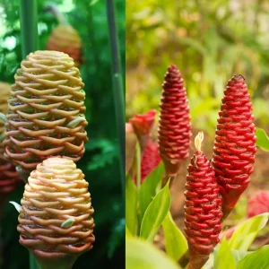 Shampoo Ginger Plant Rhizomes - Awapuhi Zingiber zerumbet Live Roots for Garden or Container, Indoor/Outdoor - Image 7