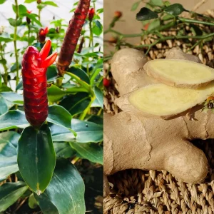 Shampoo Ginger Plant Rhizomes - Awapuhi Zingiber zerumbet Live Roots for Garden or Container, Indoor/Outdoor - Image 8