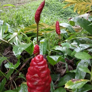 Shampoo Ginger Rhizomes - Zingiber zerumbet Pine Cone Ginger Plant - Image 3