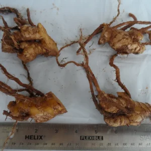 Shampoo Ginger Rhizomes - Zingiber zerumbet Pine Cone Ginger Plant - Image 4
