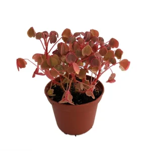 Shamrock Plant Oxalis Triangularis Live Plant – Bronze Foliage – 3.7 in Pot – Indoor/Outdoor - Image 2
