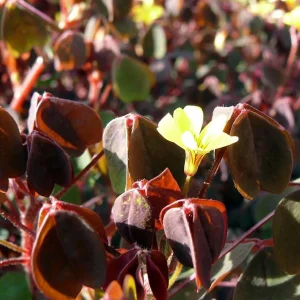 Shamrock Plant Oxalis Triangularis Live Plant – Bronze Foliage – 3.7 in Pot – Indoor/Outdoor - Image 4