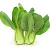 Shanghai Bok Choy Seeds - Green Stem Pak Choi Cabbage Seeds - Image 1