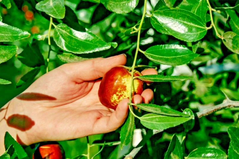 Shanxi Li Jujube Chinese Date Tree Live Plant or Seeds – Edible Fruit - Image 4