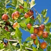 Shanxi Li Jujube Chinese Date Tree Live Plant or Seeds – Edible Fruit - Image 1