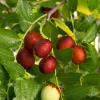 Shanxi Li Jujube Tree - 3 ft Tall Grafted Live Plant - 3 Gallon Pot - Zones 5-9 - Image 1