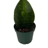 Shark Fin Snake Plant Live Plant – Sansevieria masoniana – 5 inch Pot – Indoor - Image 1
