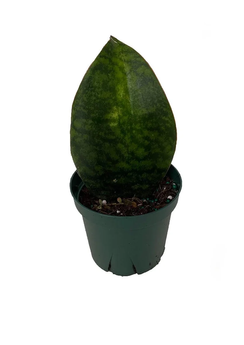 Shark Fin Snake Plant Live Plant – Sansevieria masoniana – 5 inch Pot – Indoor - Image 1