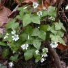 Sharp-Lobed Hepatica Live Plant – Perennial, Bare Root, Zones 4-8, Partial to Full Shade - Image 1
